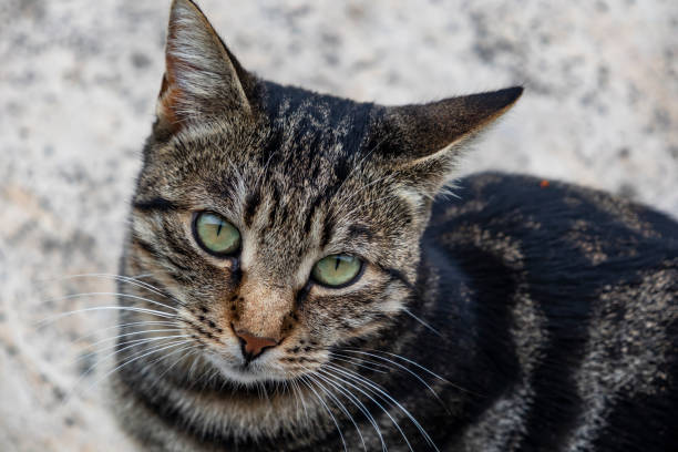 istock close up cute friends cats in nature 1070385140