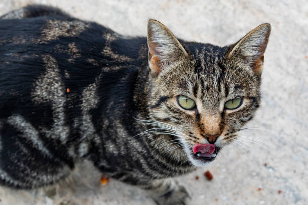 istock close up cute friends cats in nature 1070385188