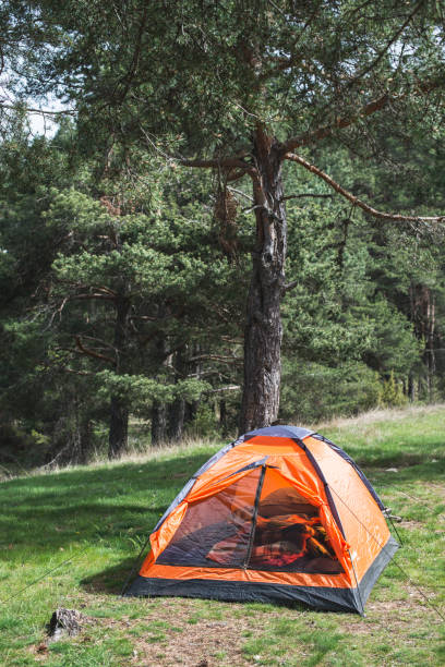 istock Orange tent in a pine forest 1070385572