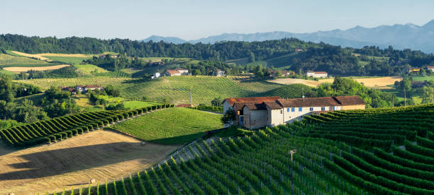 istock Vineyards near Barolo, Cuneo, in Langhe 1070394662
