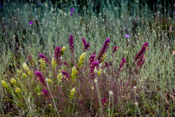 istock Blooming beautiful colorful wild flowers in view 1070397834