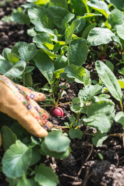 istock Picking radishes in the garden 1070398020