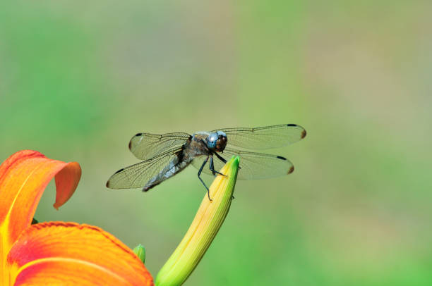 Dragonfly, male.Orthetrum brunneum, the southern skimmer, belonging to the family Libellulidae. Lily orange, lily yellow (Lilium cordelia) (tuberous). A plant, flowers.