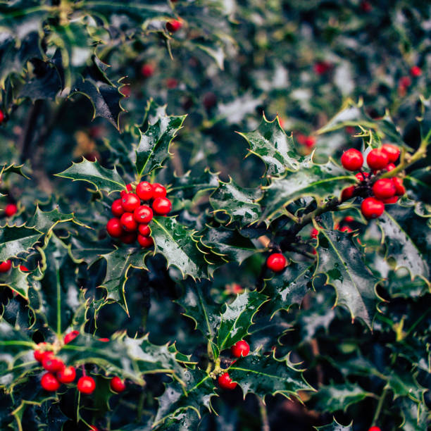 istock Mistletoe bush, leaves and red berries. Christmas 1070398390