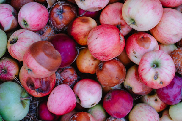 Close up view of rotten apples on the ground, the concept of a spoiled harvest stock photo