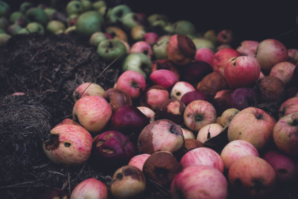 A large pile of rotten apples on the ground, the concept of a spoiled harvest stock photo