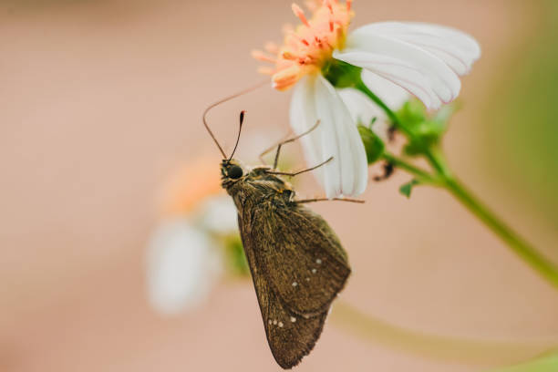 istock Closeup butterfly on flower 1070399896