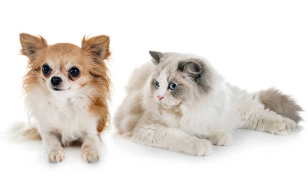 istock ragdoll cat and chihuahua 1070402614