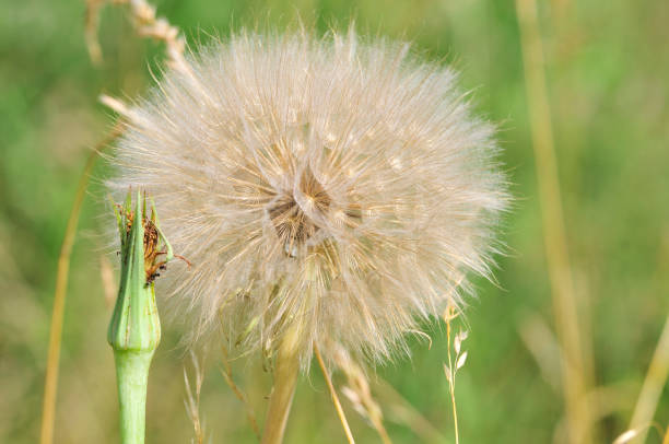 Seeds with fluffy pappus. Tragopogon dubius plant.