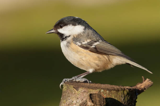 istock Little wild coal tit on a log cose up 1070403276
