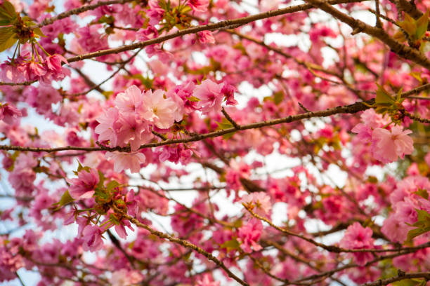 istock Sakura and Hanami at Ueno Park Tokyo 1070404354