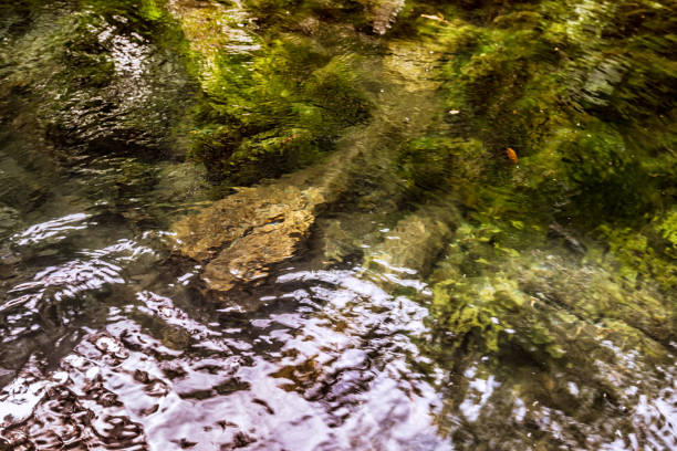Water moving in a river in autumn