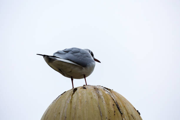 istock Seagull in the city 1070412706