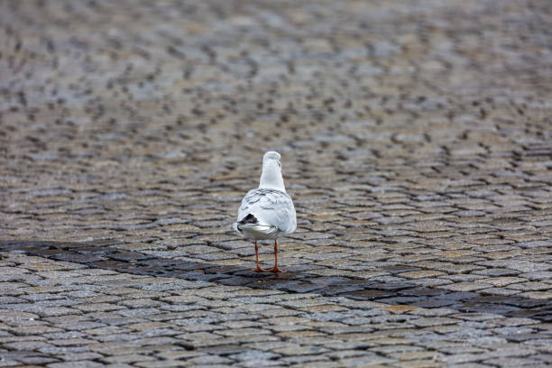 istock Seagull in the city 1070413206