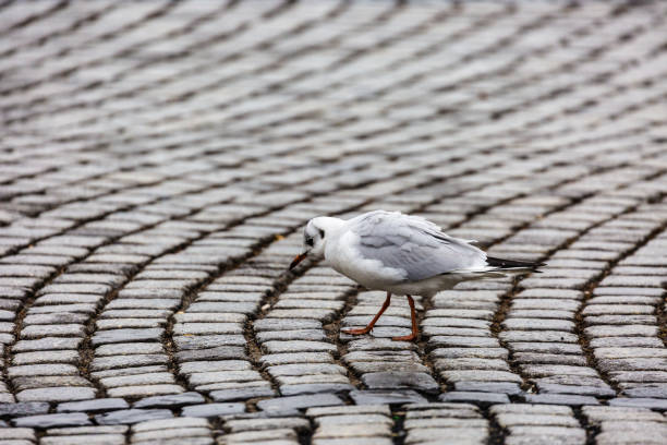 istock Seagull in the city 1070413312