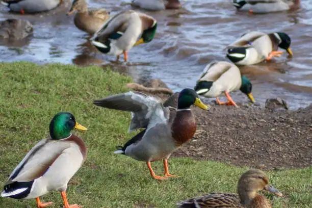 Lots of Mallard ducks beside a lake with one cleaning his wings