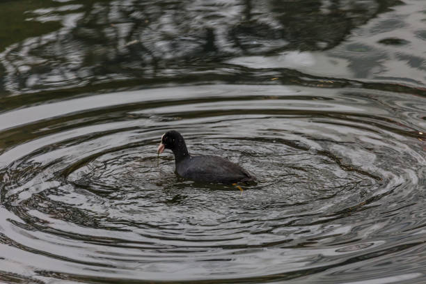 istock Black bird in lake 1070417364