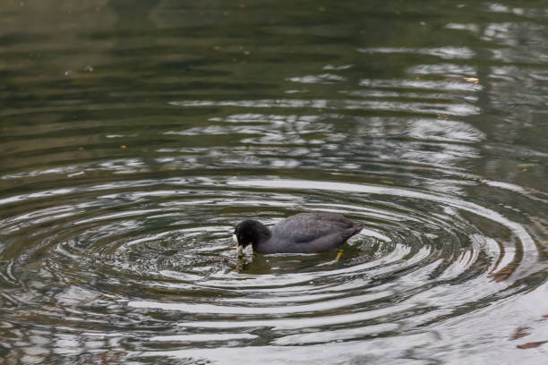 istock Black bird in lake 1070417492