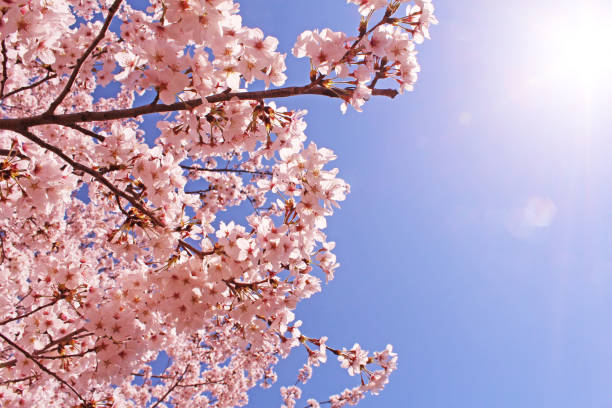 istock ”Somei Yoshino” cherry tree in Japan 1070418942