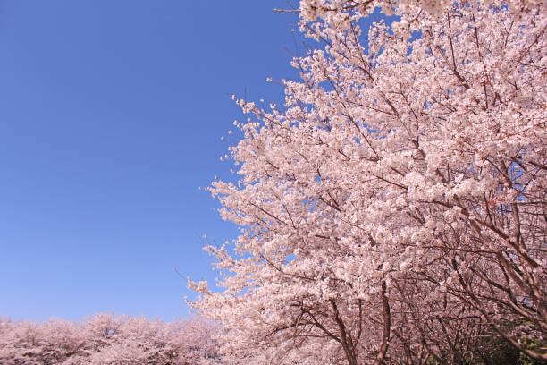 istock ”Somei Yoshino” cherry tree in Japan 1070419118