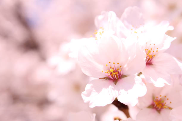 istock ”Somei Yoshino” cherry tree in Japan 1070419944