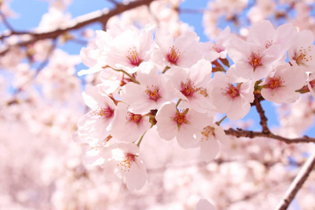 istock ”Somei Yoshino” cherry tree in Japan 1070420390
