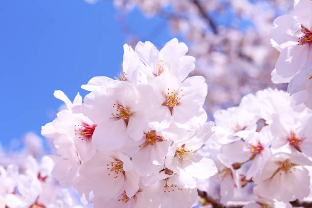 istock ”Somei Yoshino” cherry tree in Japan 1070421586