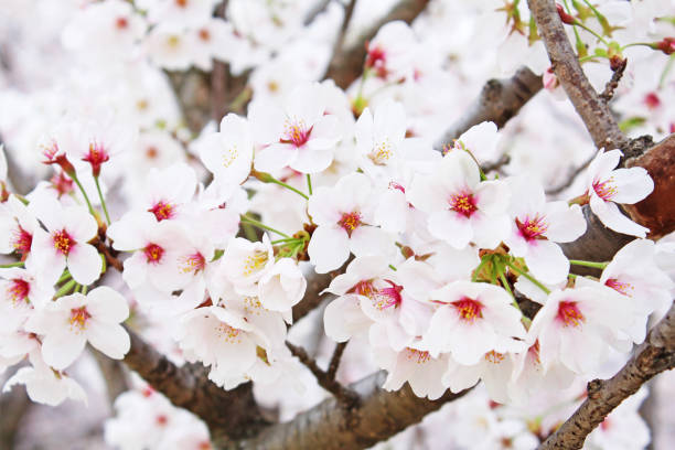 istock ”Somei Yoshino” cherry tree in Japan 1070425104