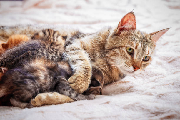 istock Mother cat nursing baby kittens 1070438408