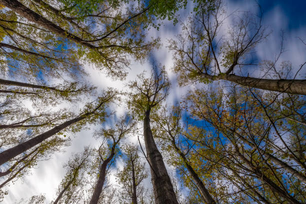 istock Nice poplar trees from bottom view in a sunny day in Spain 1070438606