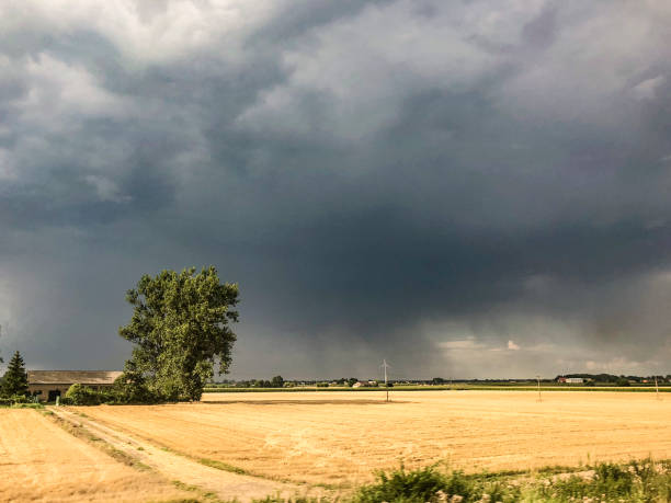 istock Panorama yellow wheat field under dark storm cloud sky 1070442510