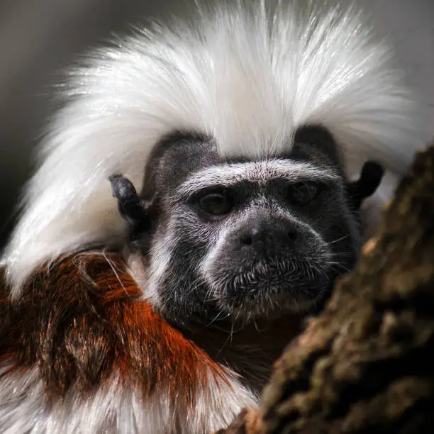 Portrait of small monkey cotton-top tamarin, Saguinus oedipus.