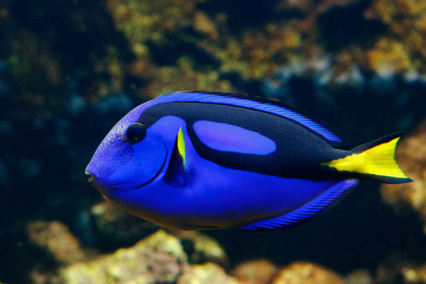 istock Famous aquarium fish Palette surgeonfish. 1070444740