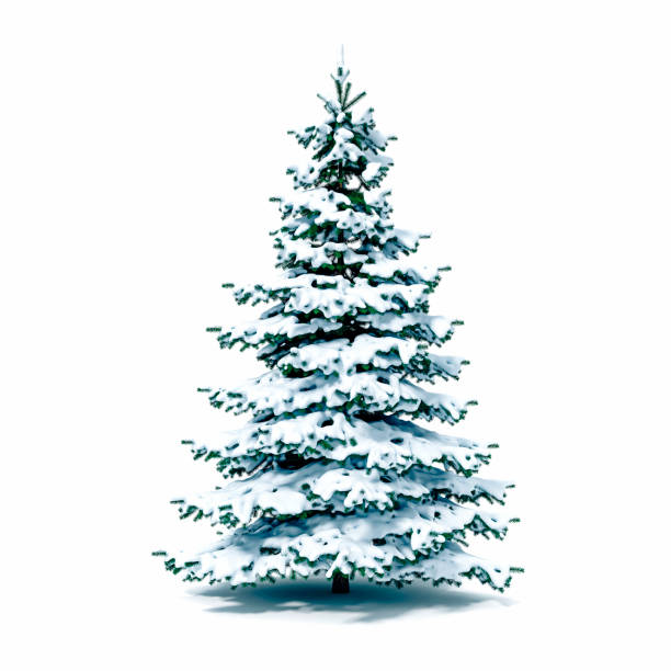 istock 3d snow covered Christmas tree on white background 1070447806
