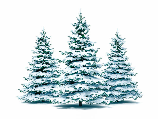 istock 3d snow covered Christmas tree on white background 1070447854