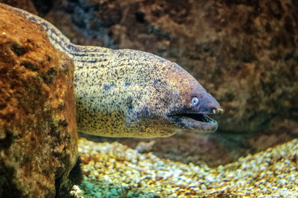 istock sea fish muraena. 1070448484