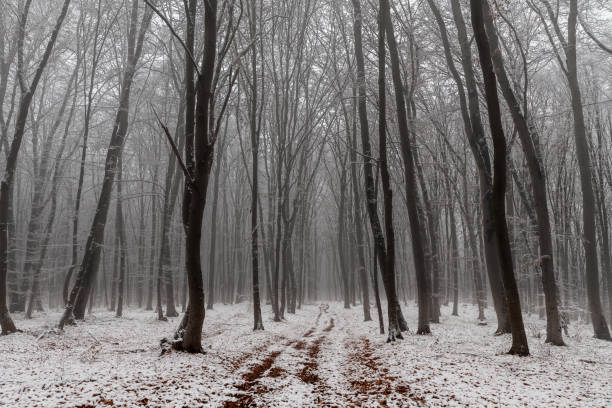 Early morning in the forest after the first snow of this year.