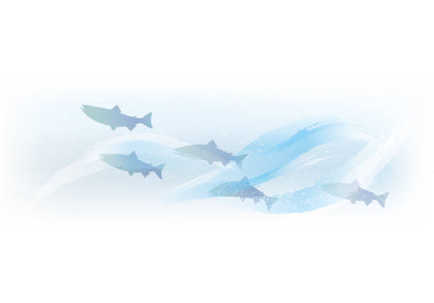 Salmon Fish Vector Art Icons And Graphics For Free Download
