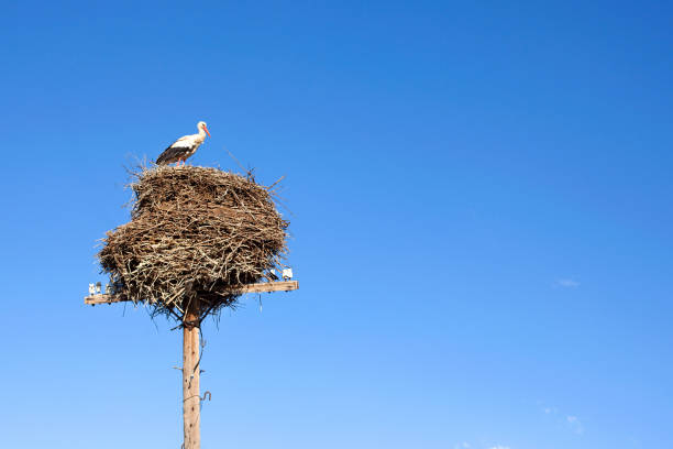 istock Stork sitting in a large nest on a pillar on blue sky background 1070454134