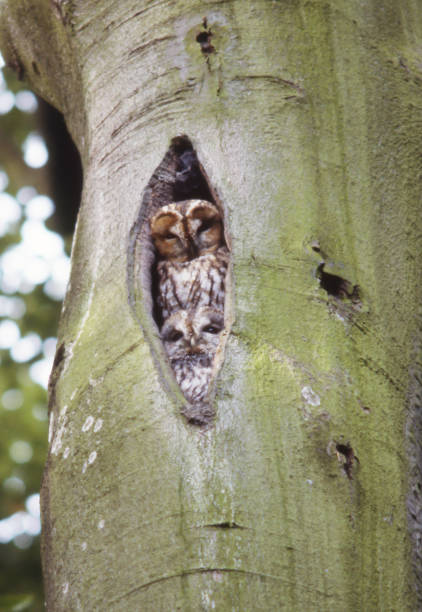istock Tawny owl (Strix aluco) in Summer 1070456286