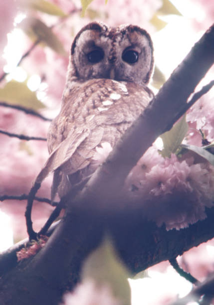 istock Tawny owl (Strix aluco) in Spring 1070456454