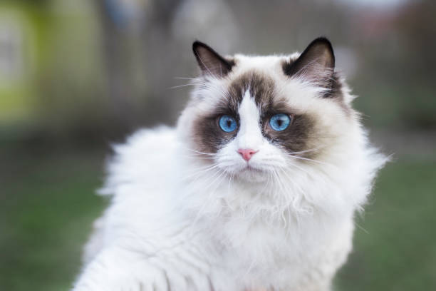 A young ragdoll cat outdoors