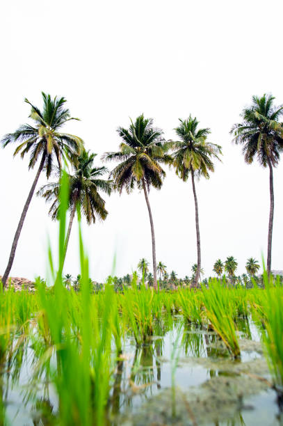 istock Beautiful green rice fields surrounded by lush palm trees. Hampi, Karnataka, India. 1070459098