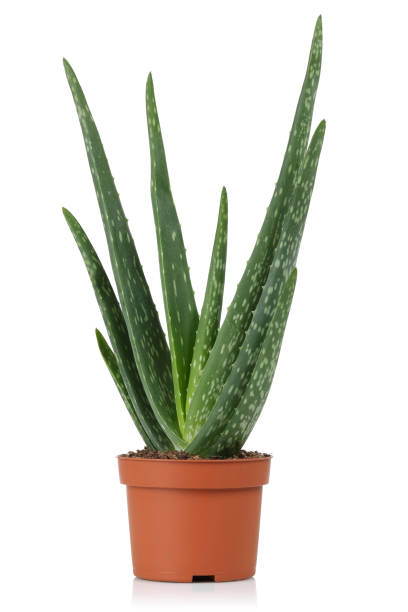 istock Aloe vera plant in a flower pot 1070466108