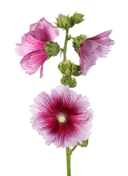 istock Pink hollyhock flowers 1070466576