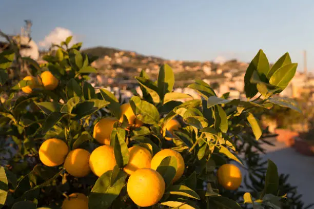 Ripe oranges on a tree. Sunny day in Italy