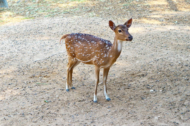 istock A Beautiful Young Female Spotted Deer 1070469444