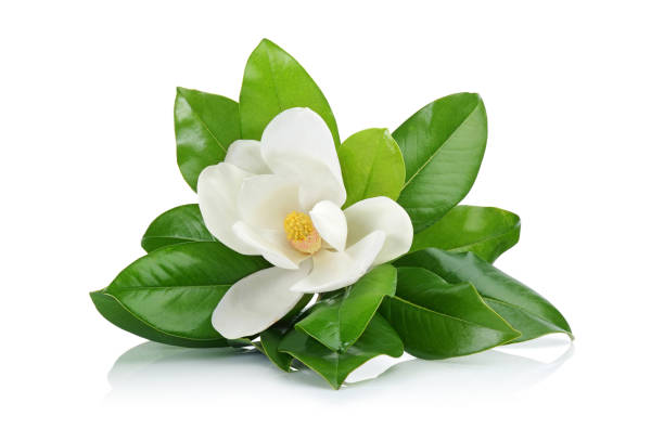 istock Magnolia flower with green leaves 1070470960