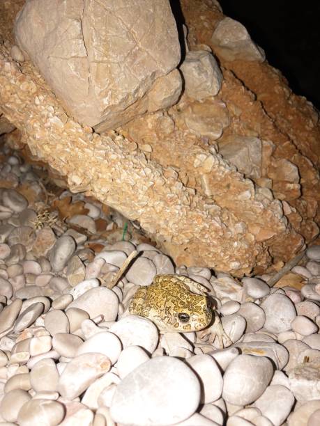 istock Mediterranean frog on the beach at night 1070472498
