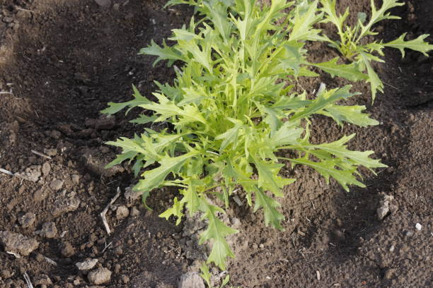 istock Mizuna greens on the vegetable field 1070474668